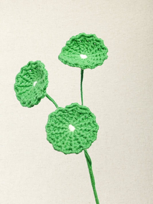 Chinese Money Plant