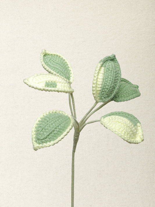 Umbrella Plant