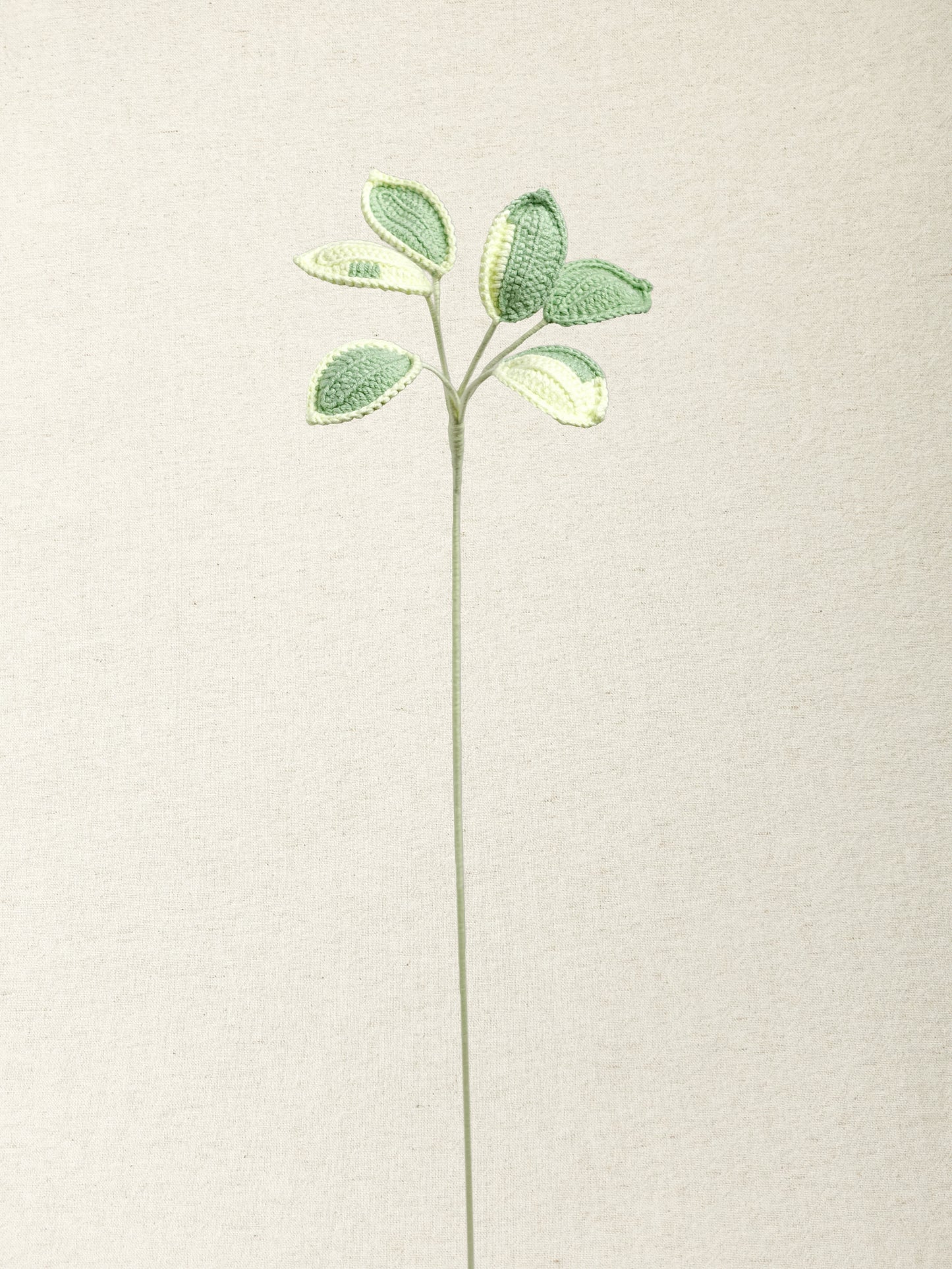 Umbrella Plant