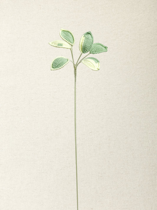 Umbrella Plant