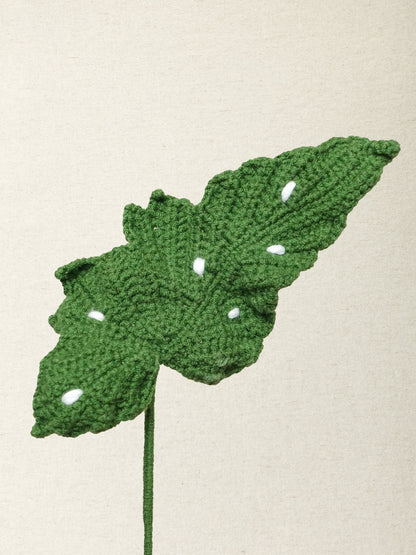 Begonia