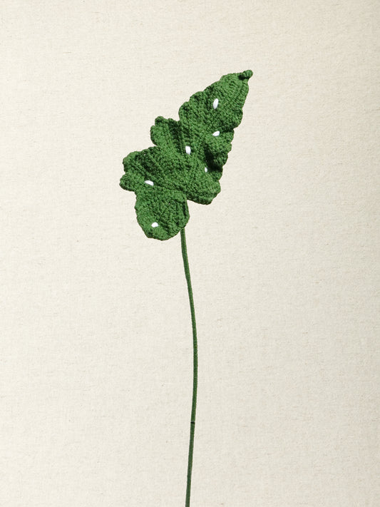 Begonia