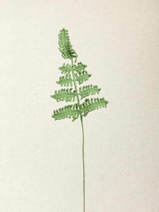 Fern