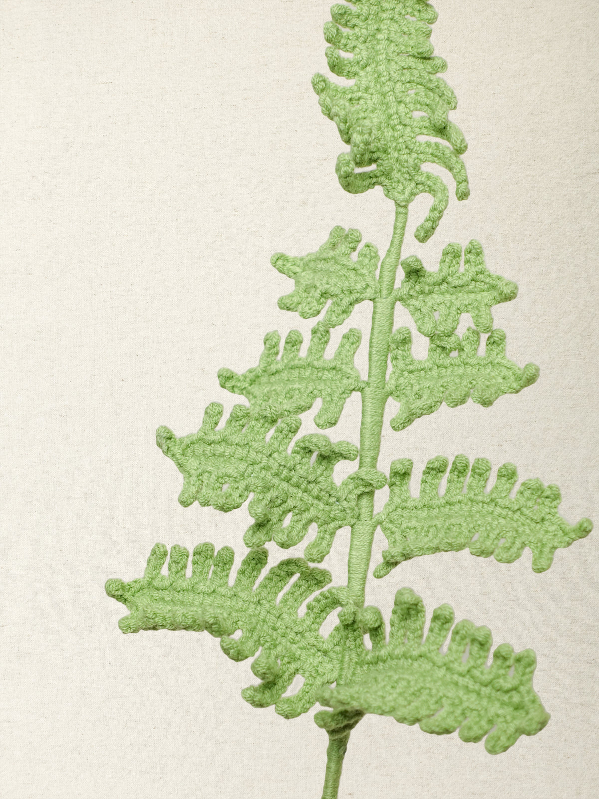 Fern