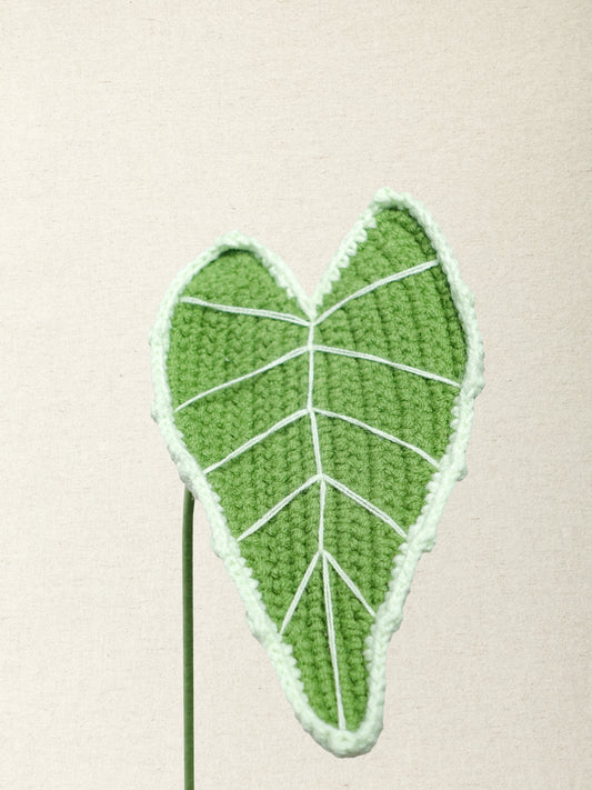 Alocasia Classic