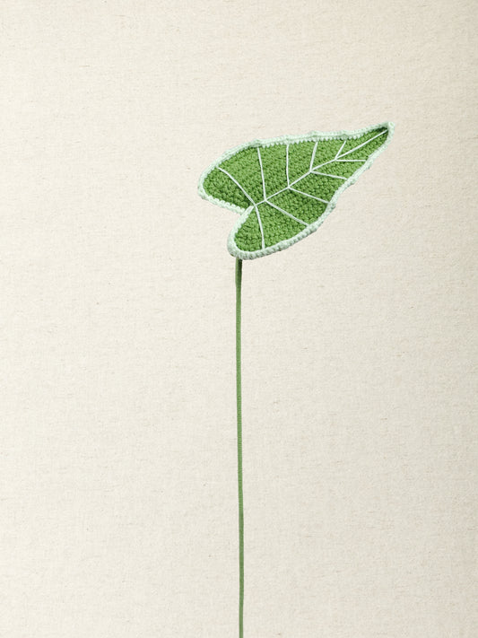 Alocasia Classic