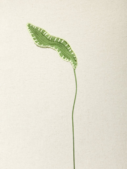 Cordyline Leaf
