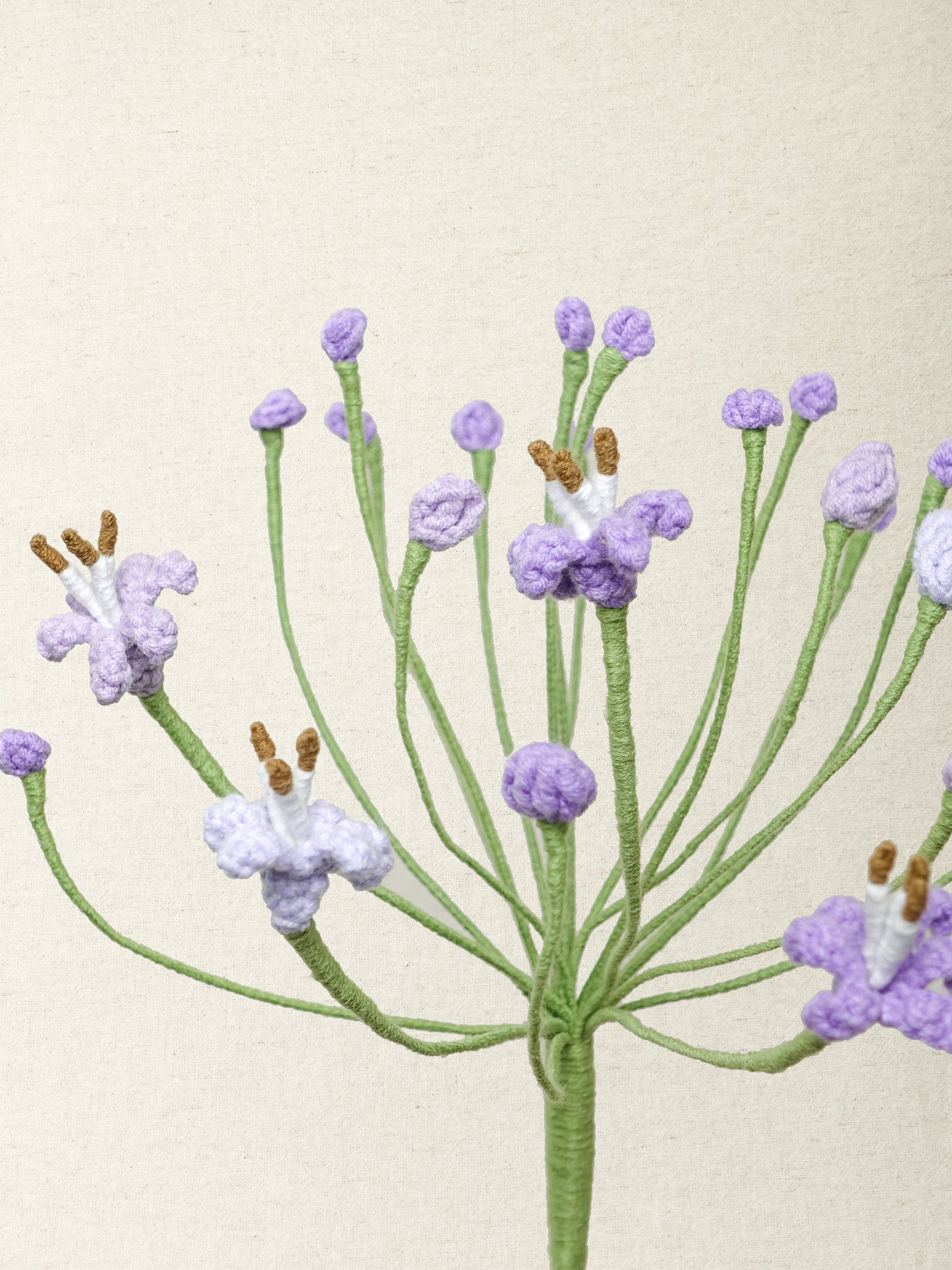 Agapanthus · 2 colours