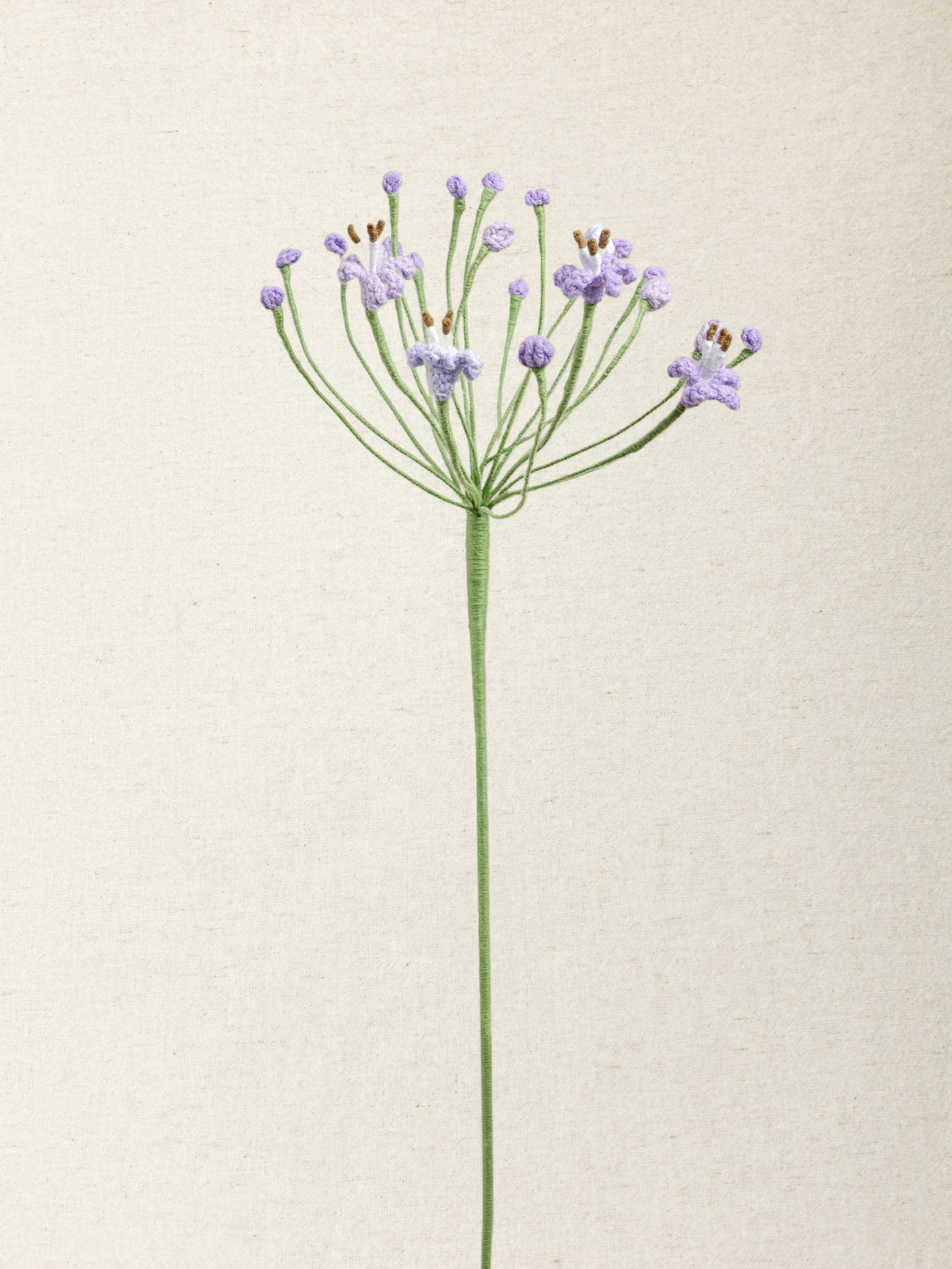 Agapanthus · 2 colours