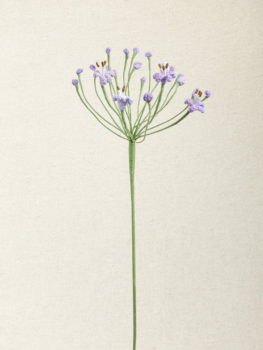 Agapanthus · 2 colours