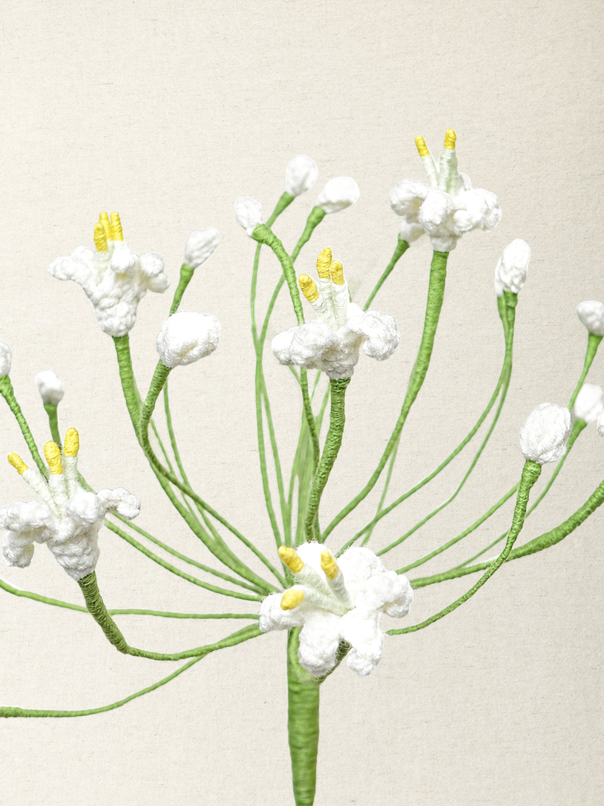 Agapanthus · 2 colours
