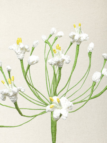 Agapanthus · 2 colours