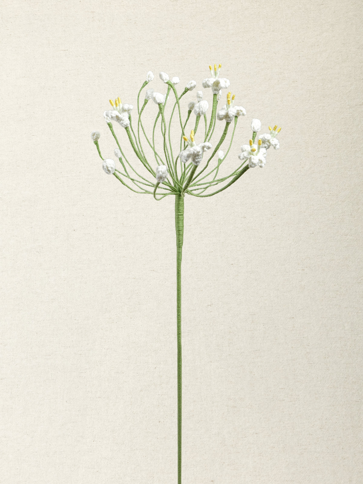 Agapanthus · 2 colours