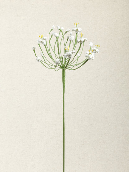 Agapanthus · 2 colours