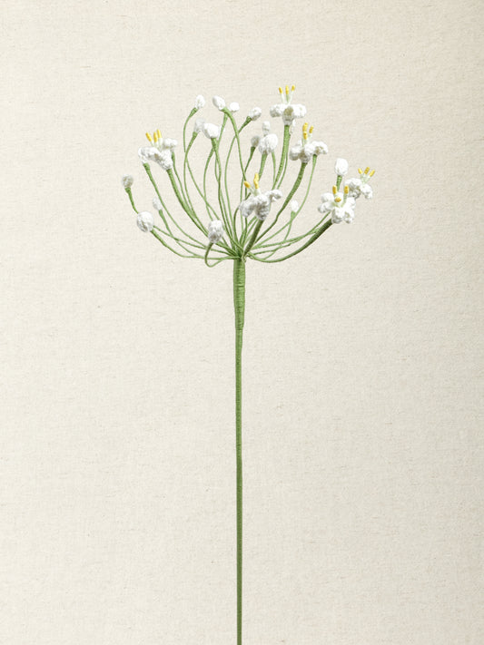 Agapanthus · 2 colours