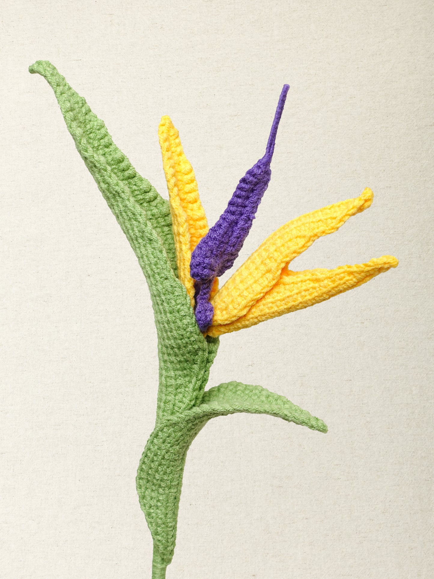 Bird of Paradise Flower