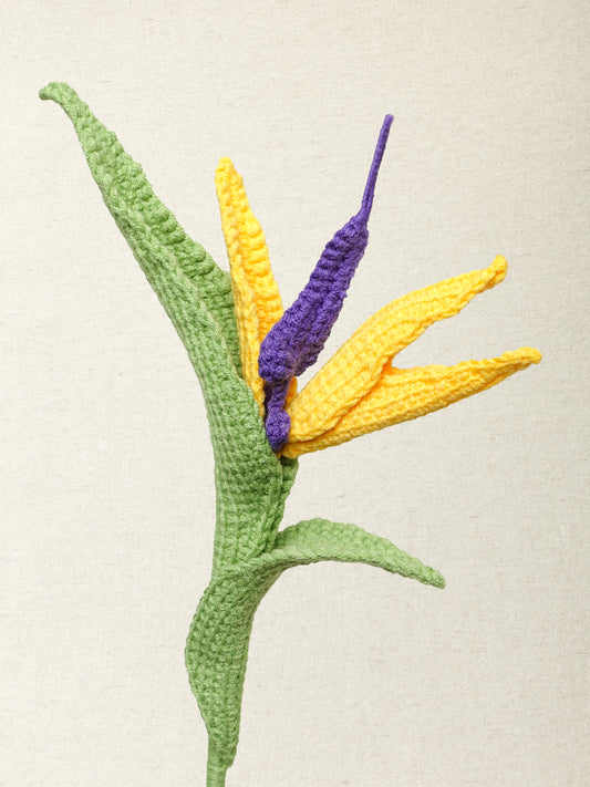 Bird of Paradise Flower
