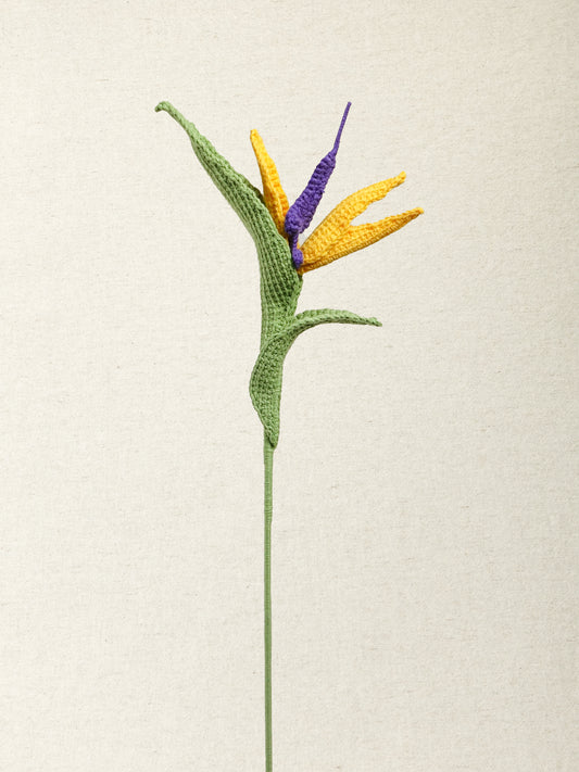 Bird of Paradise Flower