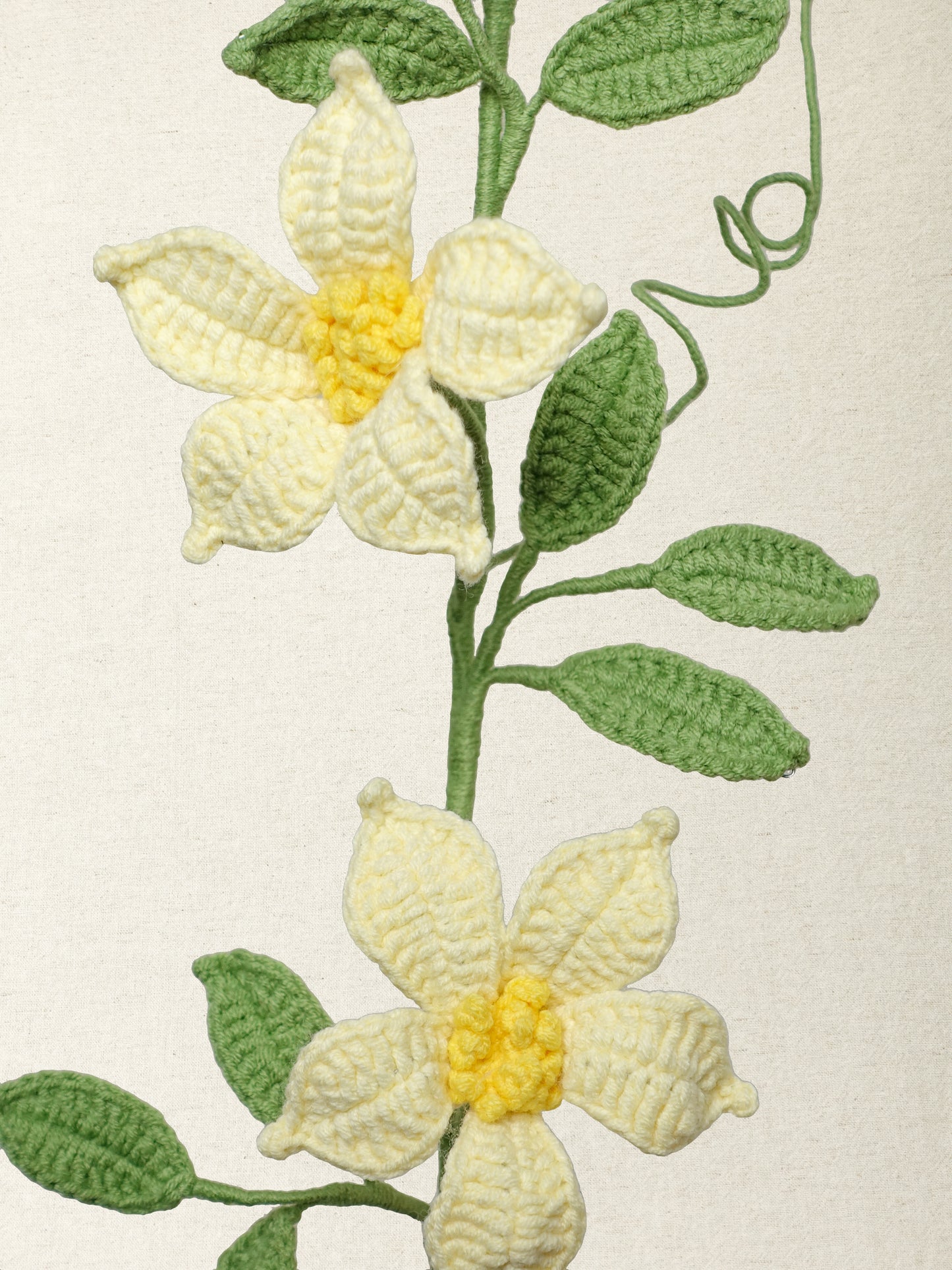 Clematis · 2 colours