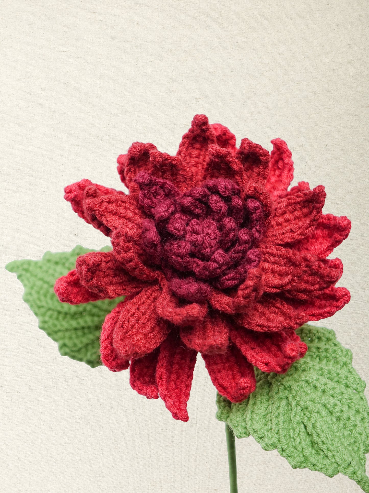 Dahlia · 2 colours