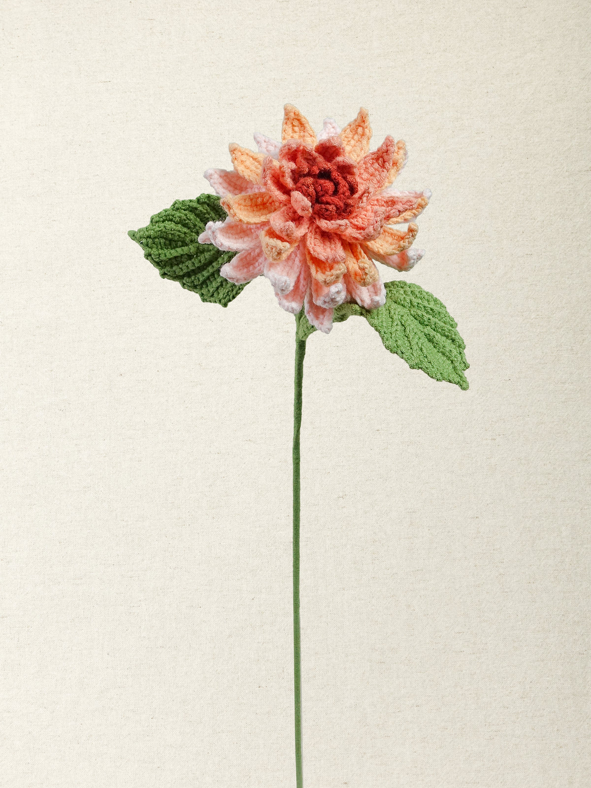 Dahlia · 2 colours