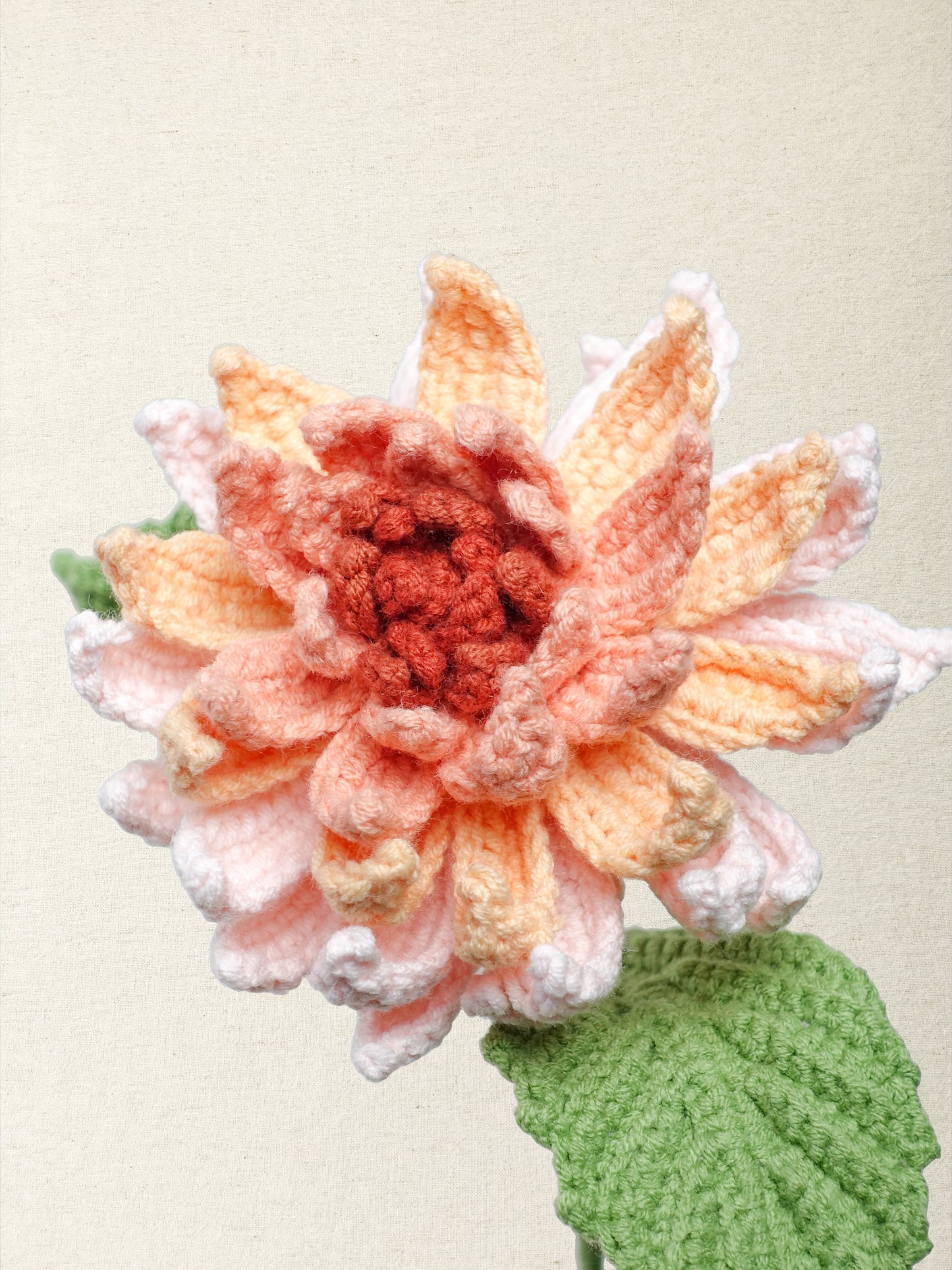 Dahlia · 2 colours