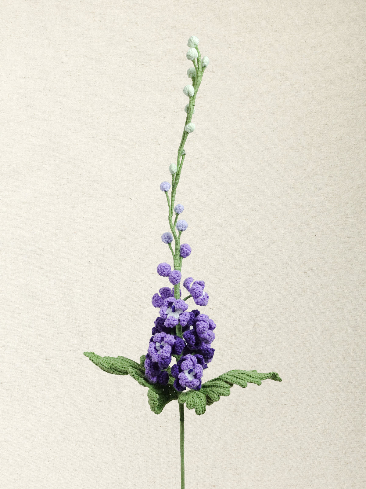 Delphinium · 3 colours