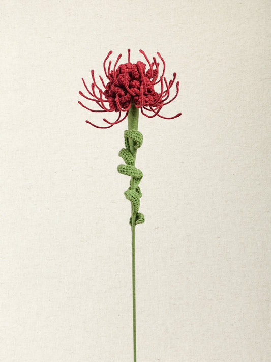 Pincushion Protea · 2 colours