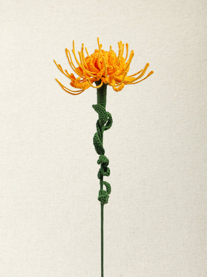 Pincushion Protea · 2 colours