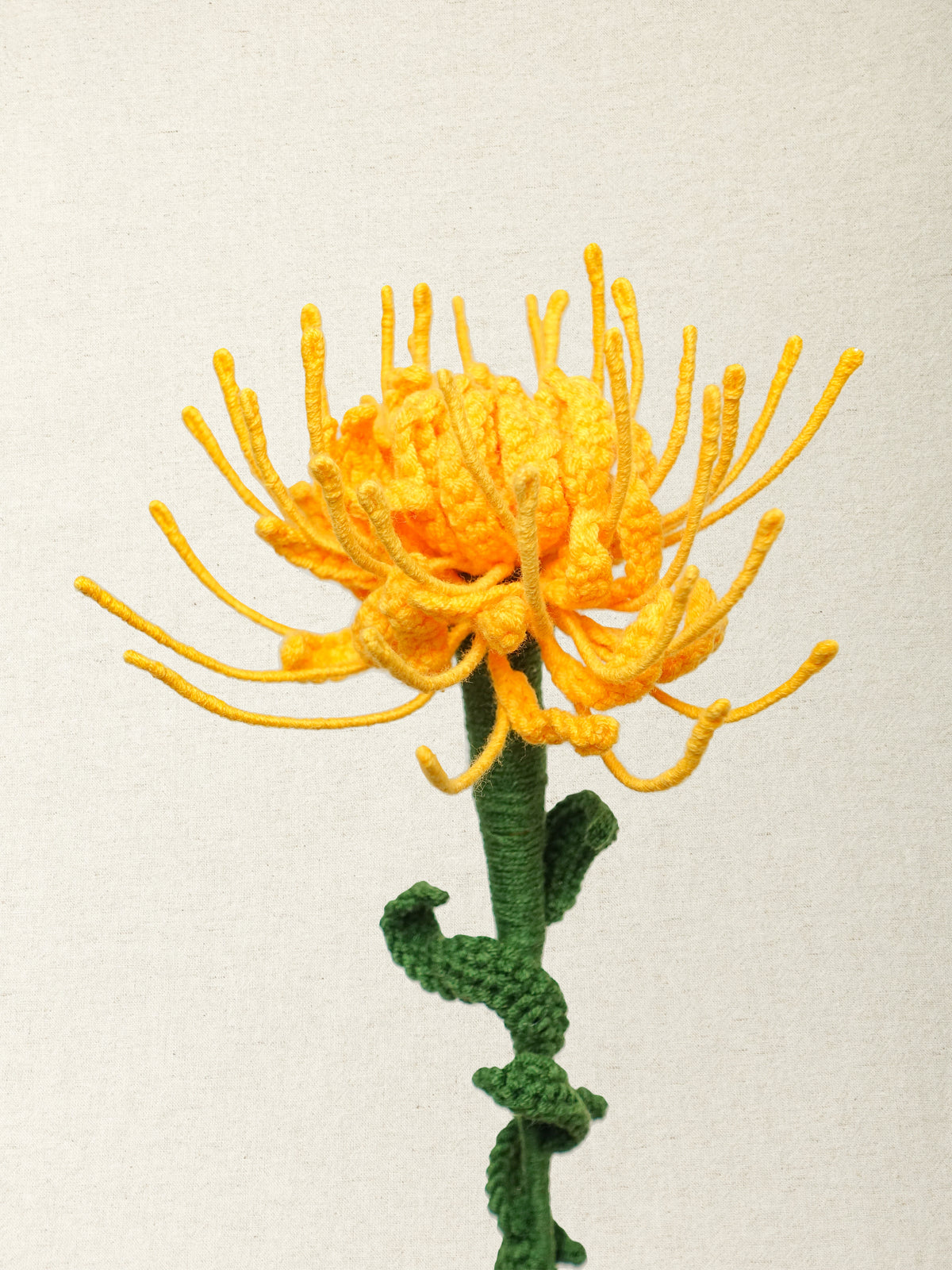 Pincushion Protea · 2 colours