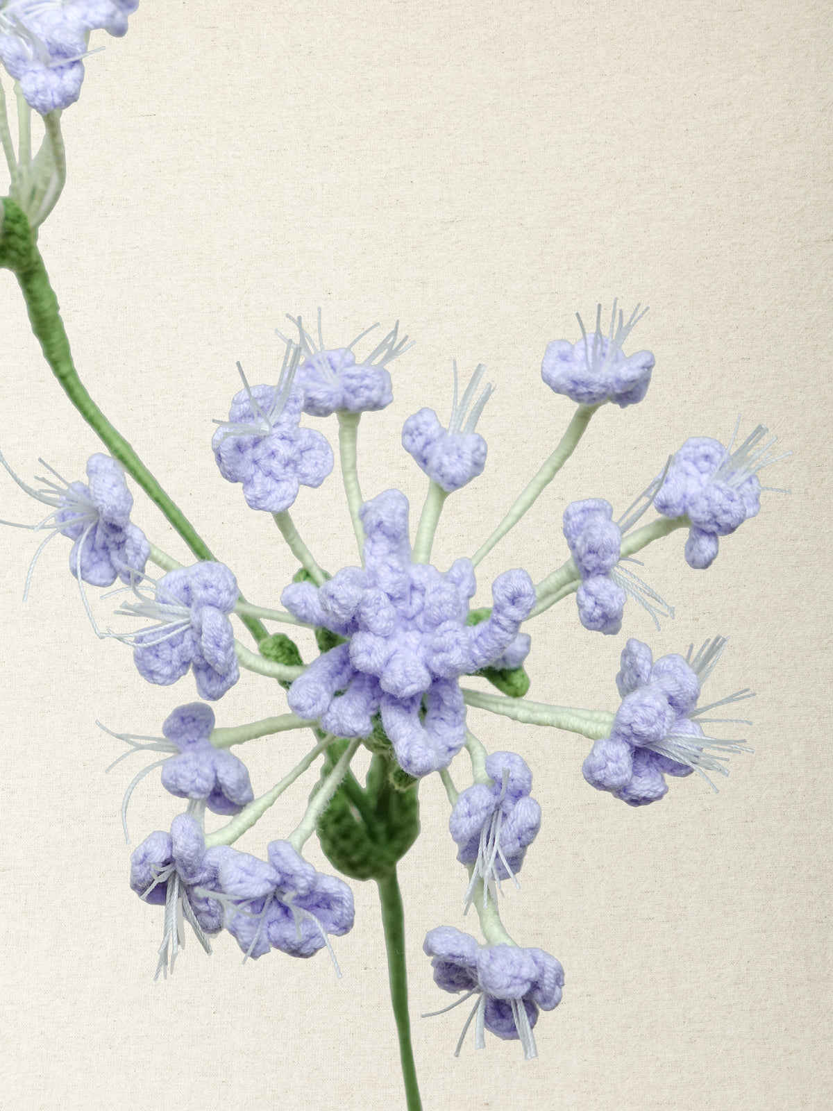 Queen Anne's Lace · 2 colours