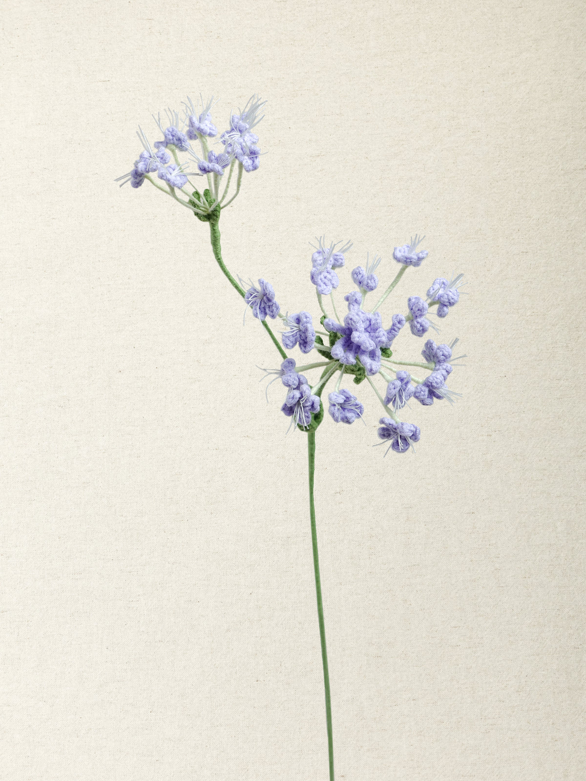 Queen Anne's Lace · 2 colours