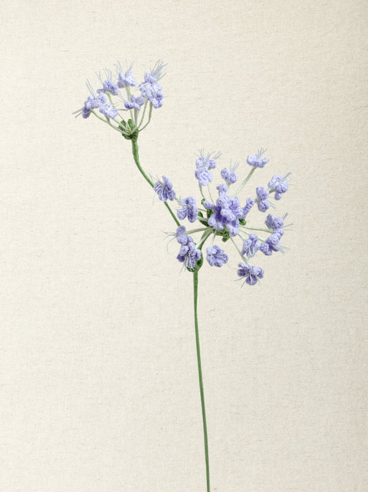 Queen Anne's Lace · 2 colours