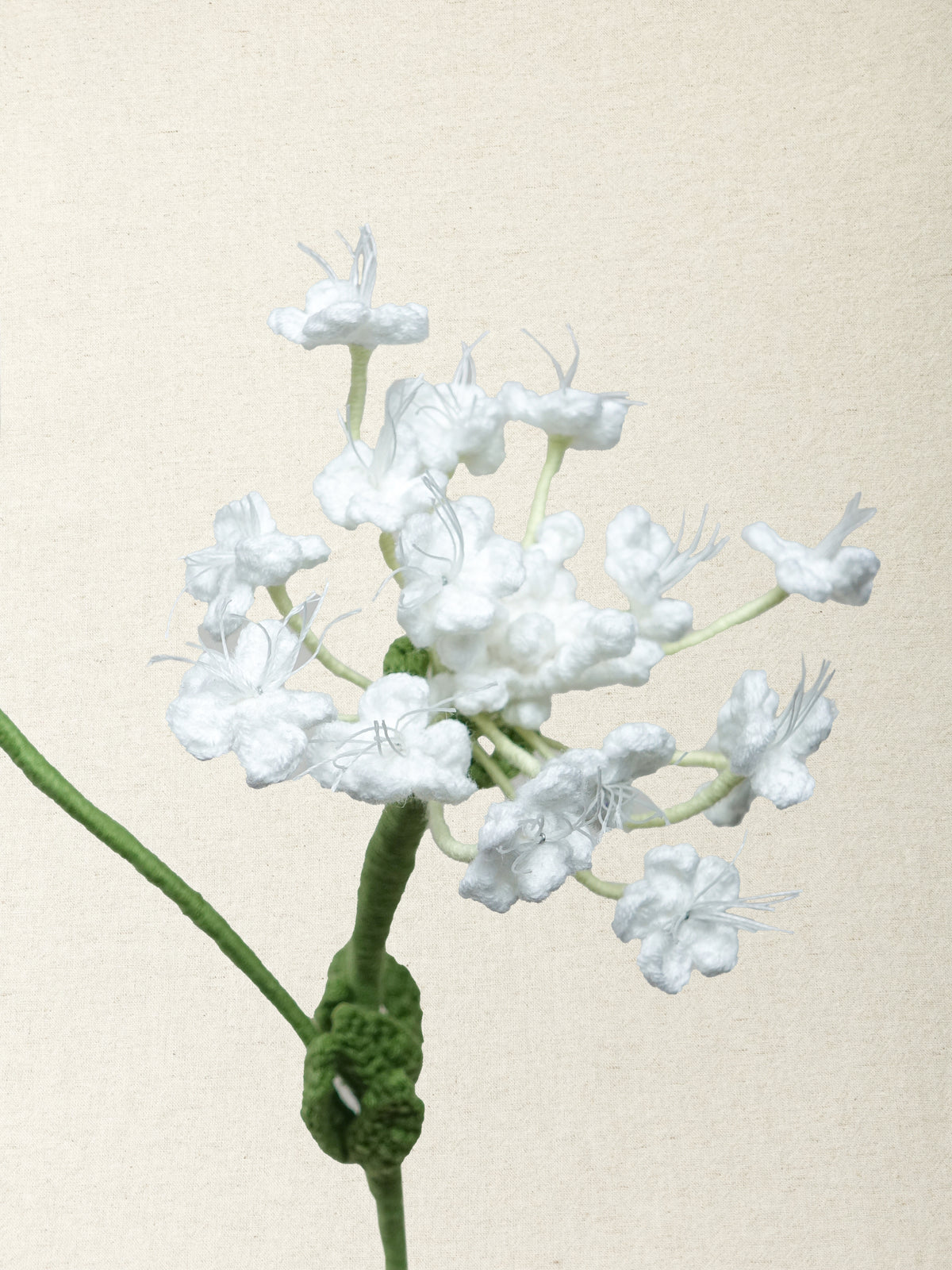 Queen Anne's Lace · 2 colours