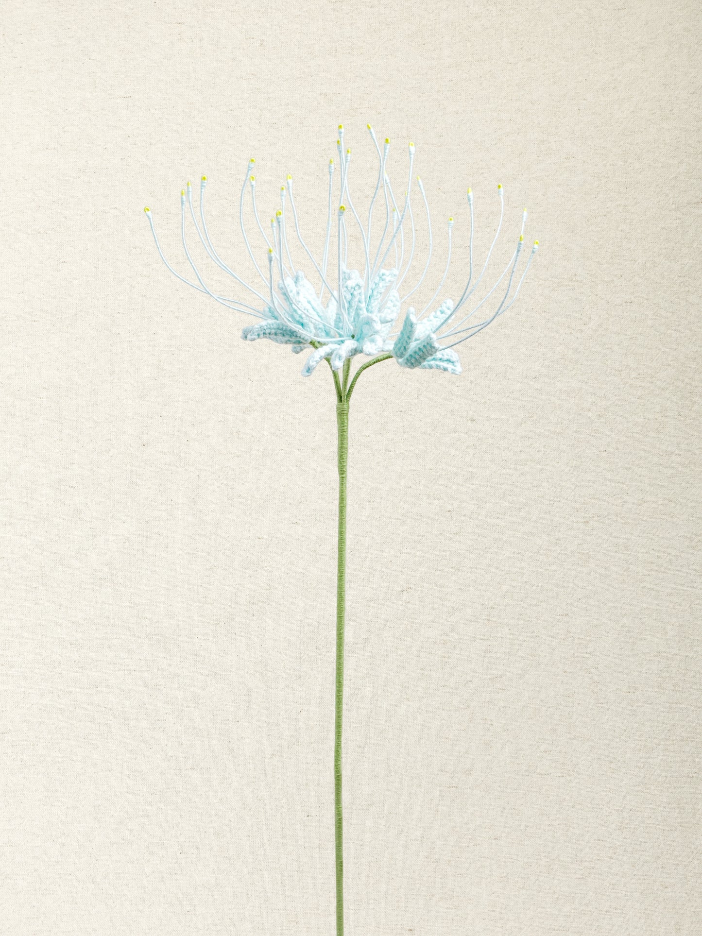 Spider Lily  · 4 colours