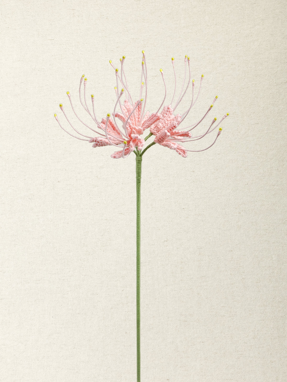 Spider Lily  · 4 colours