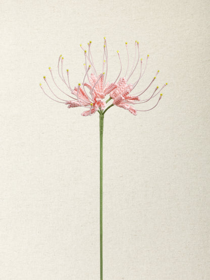Spider Lily  · 4 colours