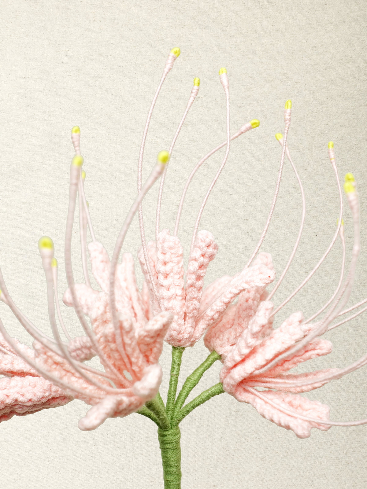 Spider Lily  · 4 colours
