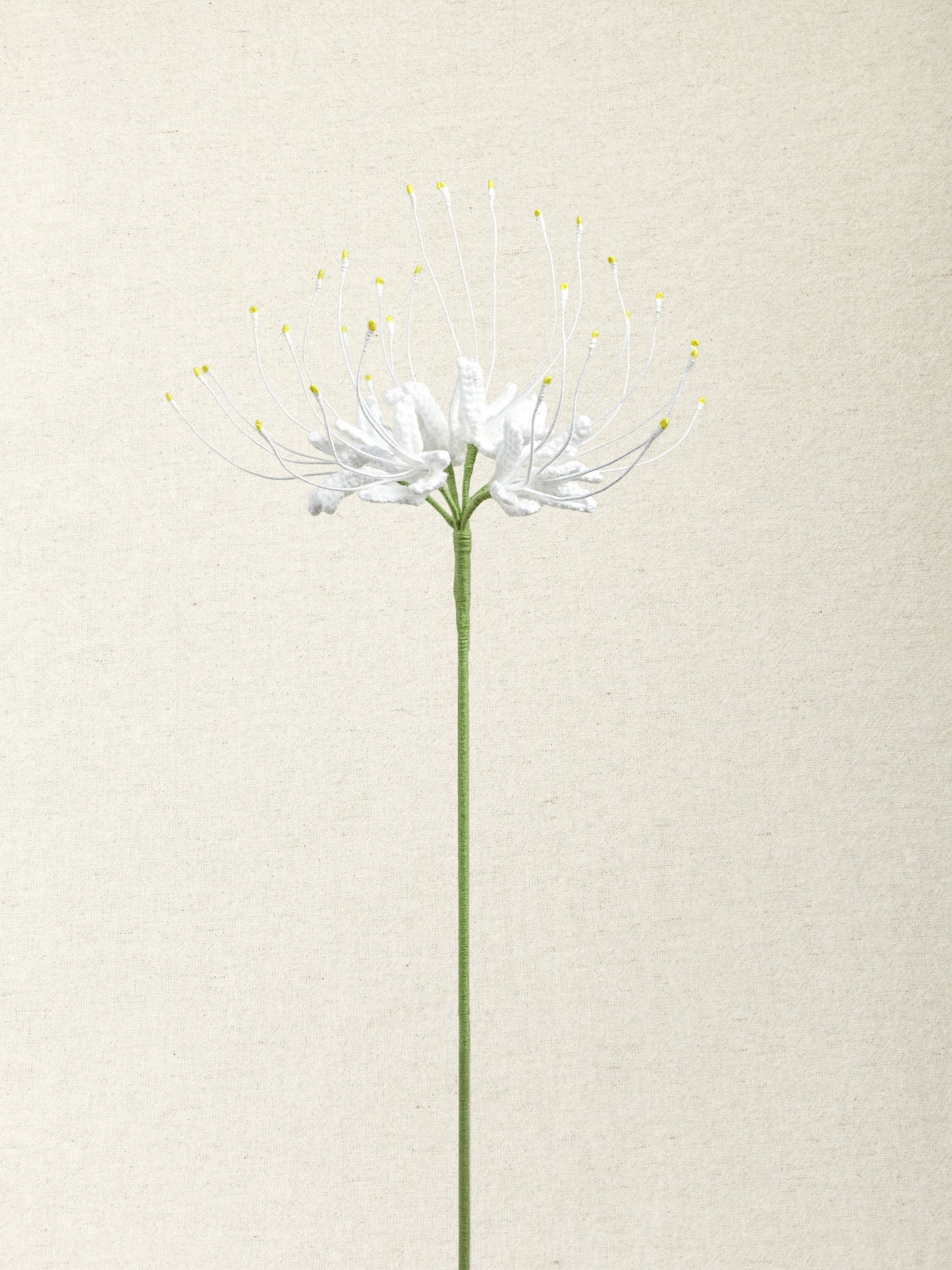 Spider Lily  · 4 colours