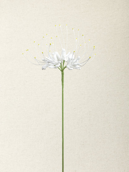 Spider Lily  · 4 colours