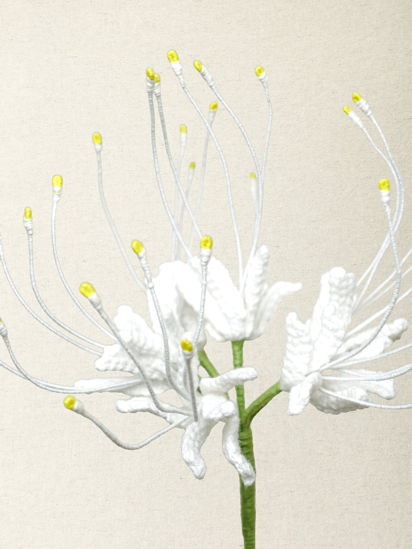 Spider Lily  · 4 colours