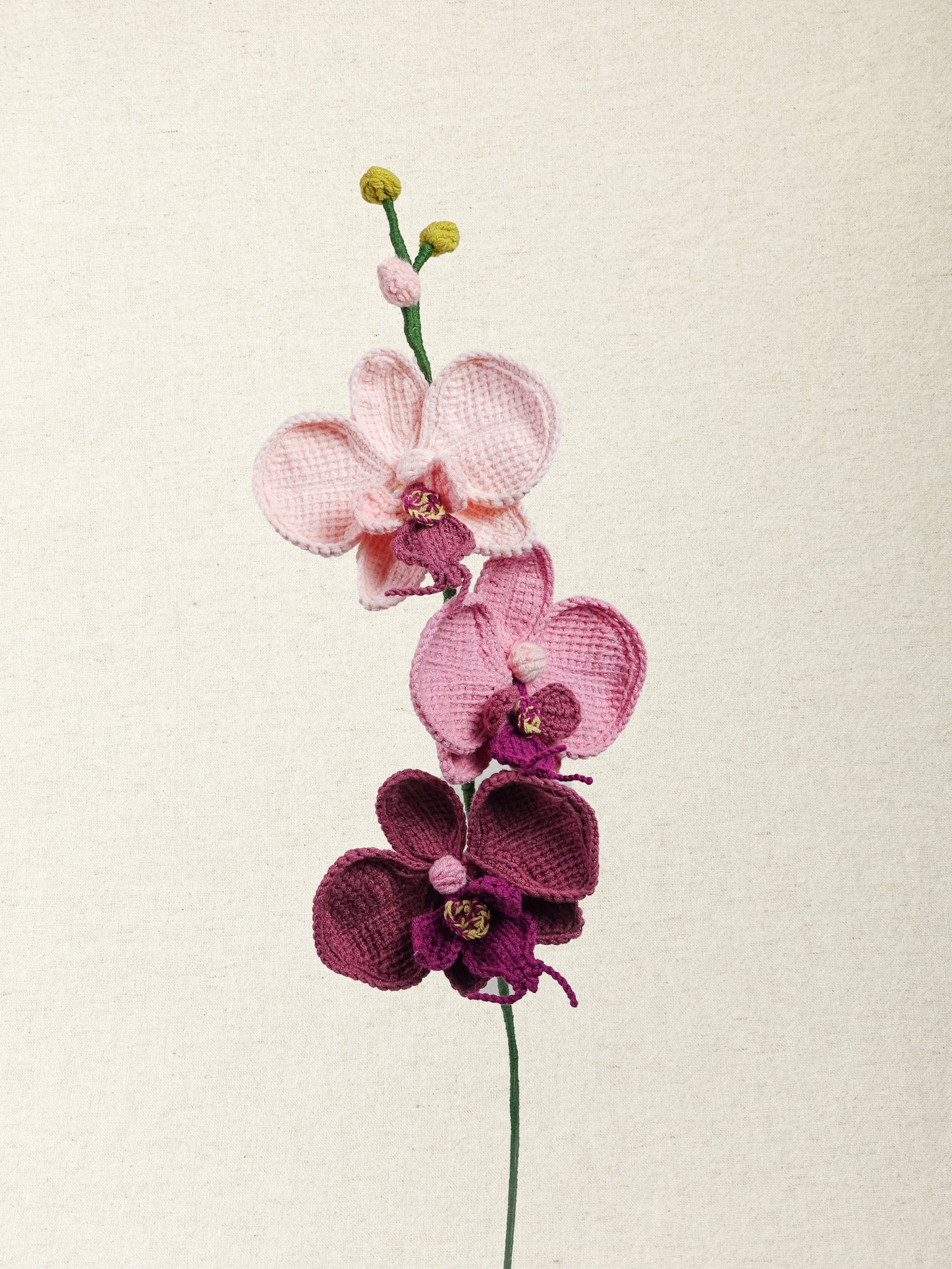 Phalaenopsis Orchid · 2 colours