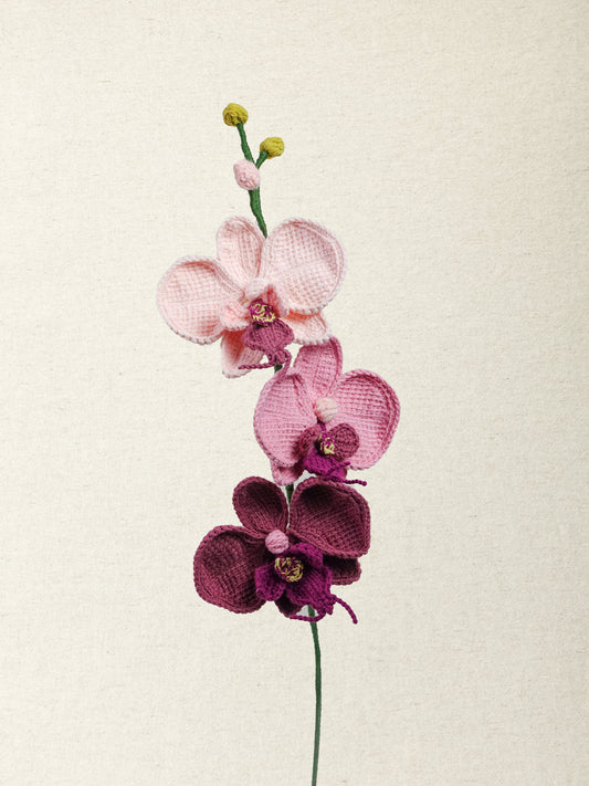 Phalaenopsis Orchid · 2 colours