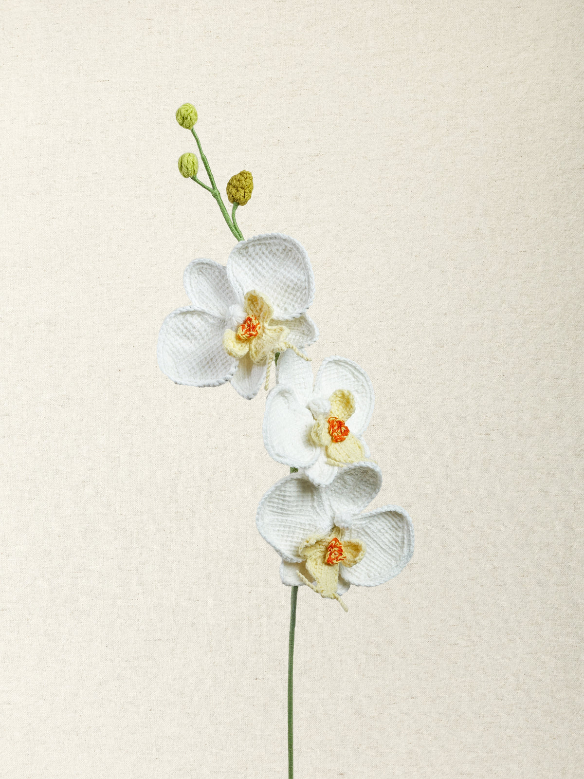 Phalaenopsis Orchid · 2 colours