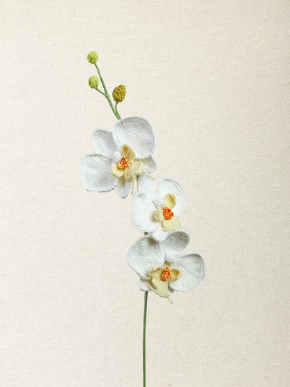 Phalaenopsis Orchid · 2 colours