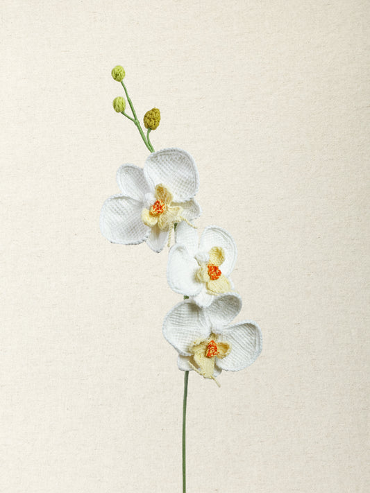 Phalaenopsis Orchid · 2 colours