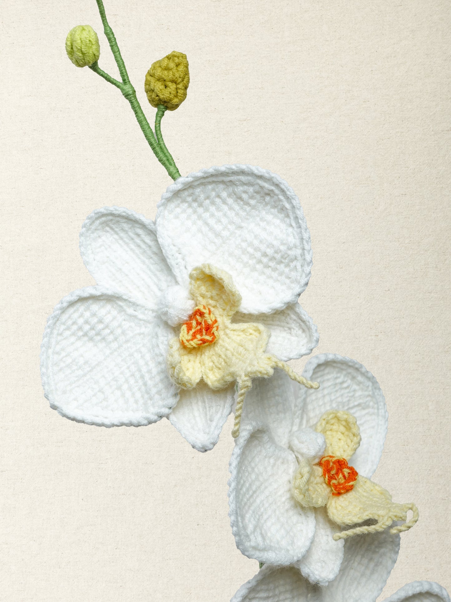 Phalaenopsis Orchid · 2 colours