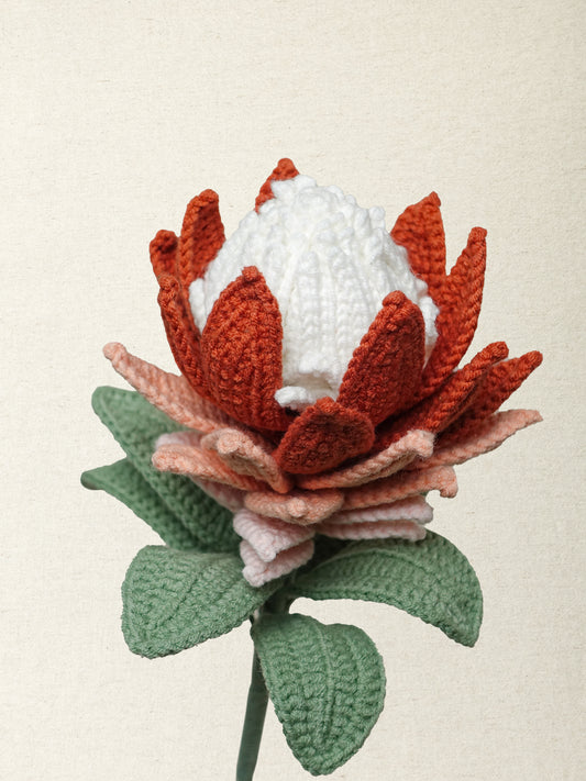 Protea