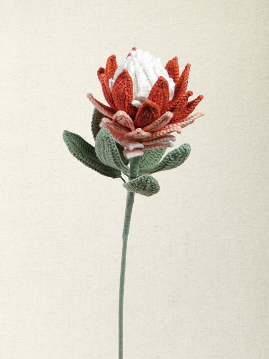 Protea