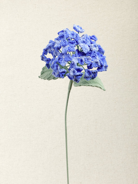Hydrangea · 2 colours